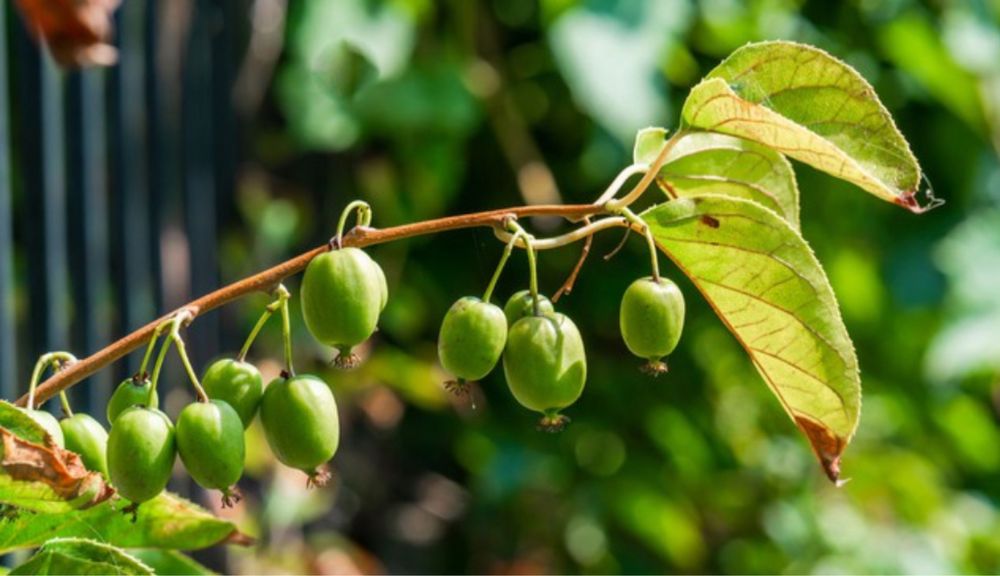 Arvore kiwi baby raros autoferteis - portes grátis