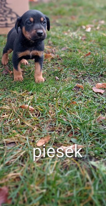 Szczeniaki 3 pieski 1 suczka