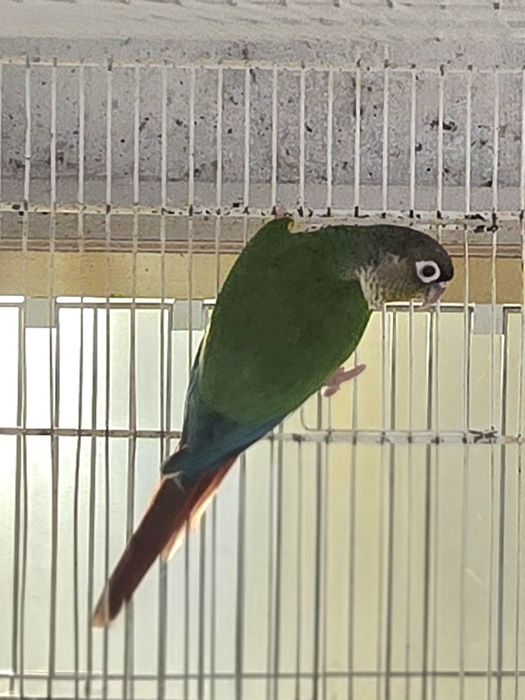 Pyrrhura molinae jovem com documentação