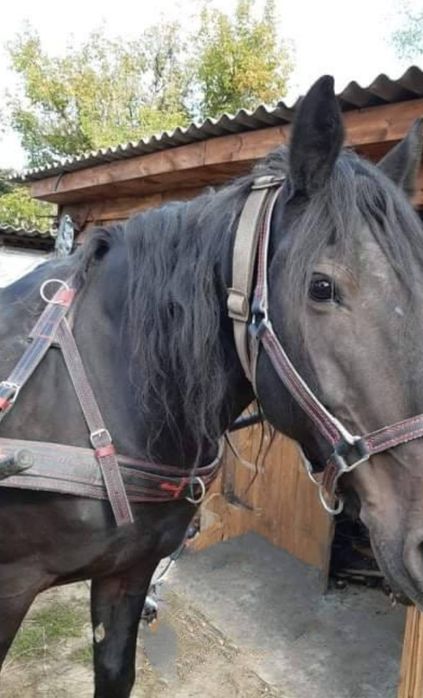 Амуніція для коня, корови недоуздок, намордник