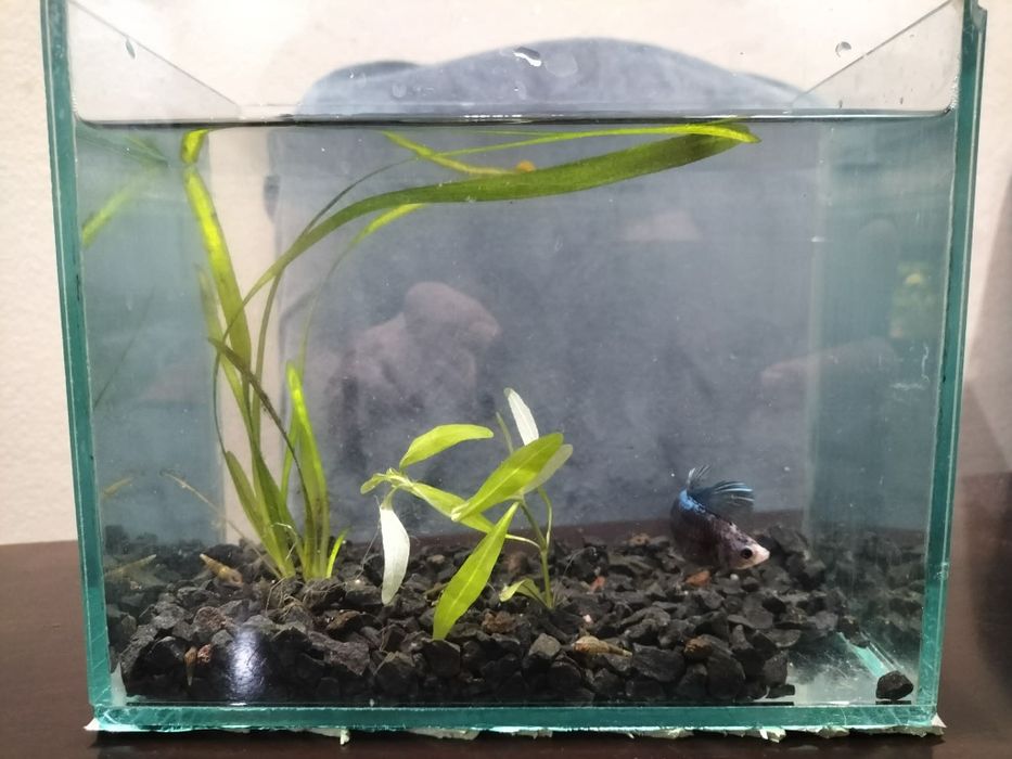 Akwarium z bojownikiem bojownik