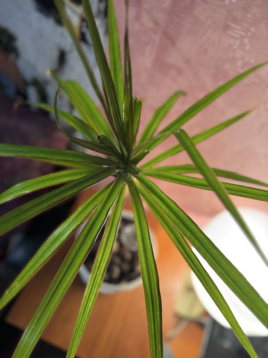 Продам фикус драцена