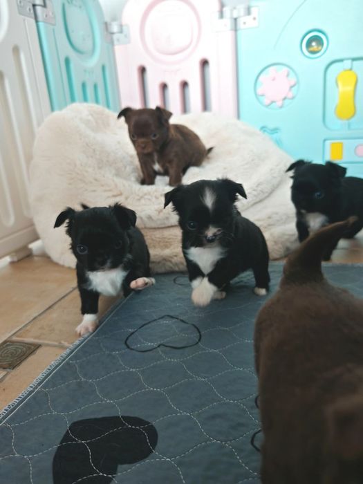 Chihuahua długowłosa chlopczyk