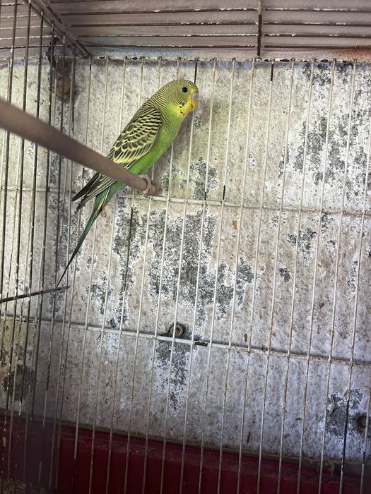 piriquito verde macho