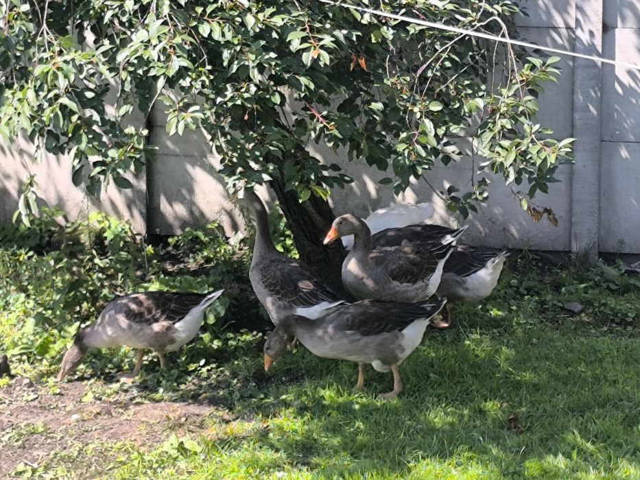 Gęsi łabędziowe sprzedam