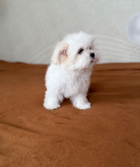 Мальтійська болонка дівчинка цуценя  КСУ мальтезе