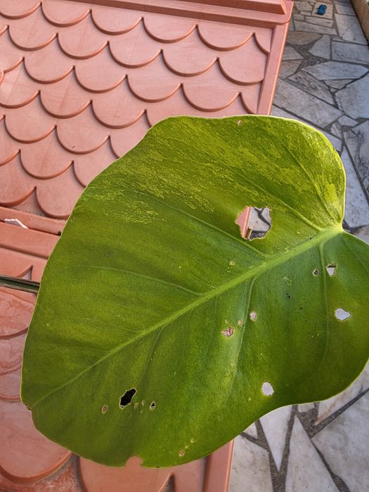 Planta Monstera Aurea variegata
