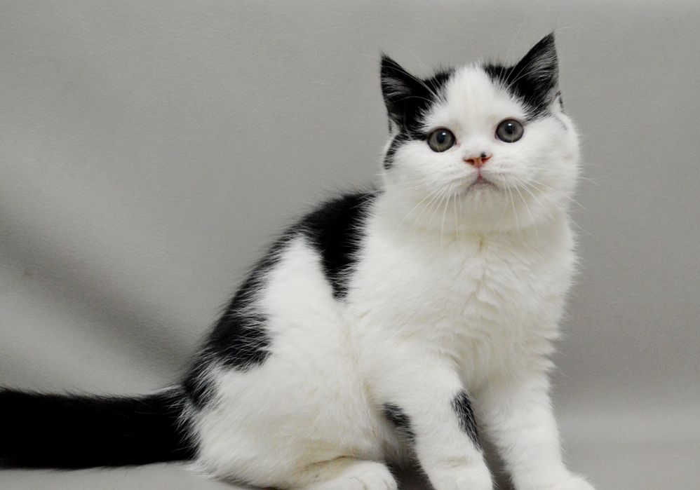 Шикарний шотландський прямовухий хлопчик з відмінним родовідом