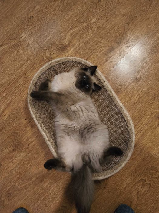 Cudowny kocur  Magiczny Sen*PL .  REZERWACJA