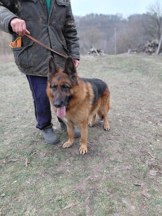 Цуценята німецької вівчарки