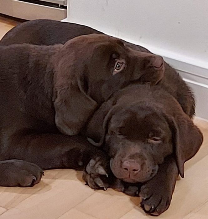 Лабрадор ретрівер Хмельницький