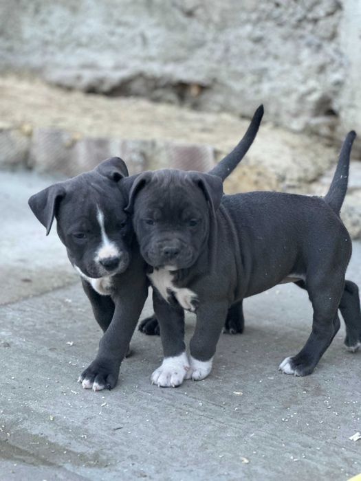 АСТ АМСАТФФ цуценя Щенки амстафф АСТ Стаффордширський тер'єр