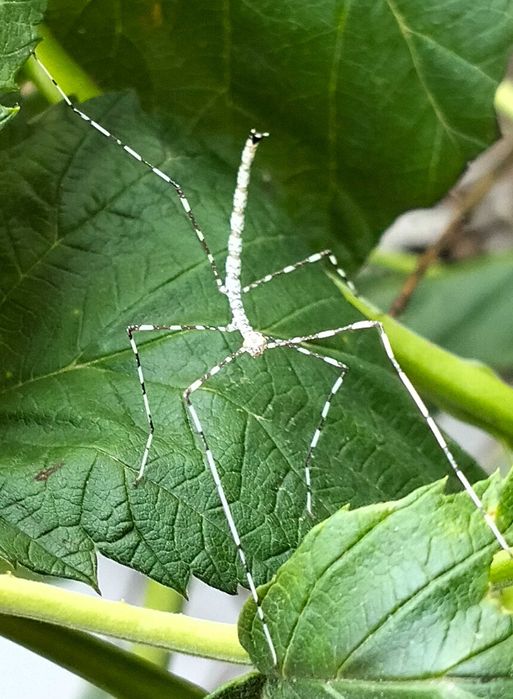 Patyczaki "sól i pieprz" , pręgowane - 5 szt.