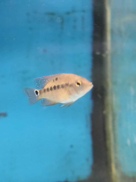 ciclideos americanos 4-6cm ler descrição