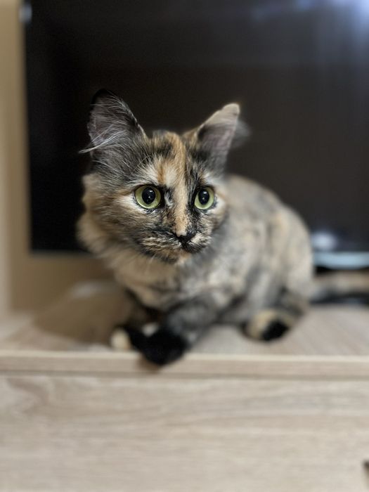 Віддам в добрі руки кошеня