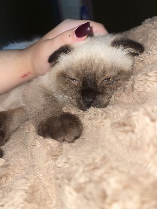 сіамський котик.