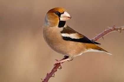 Aves anilhadas 2025/2026 (outras aves)