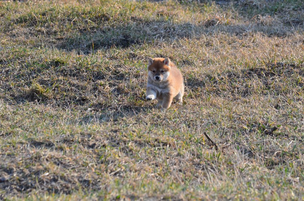 Шиба/Сіба/Shiba, КСУ-FCI! Київ, відправлю в інше місто чи країну