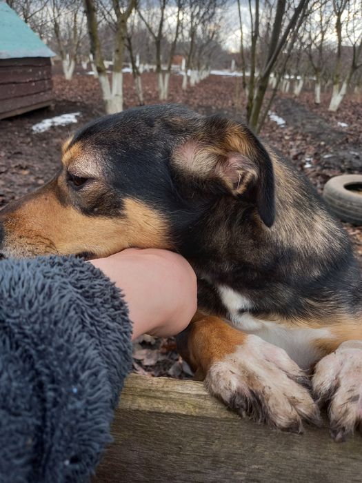 Віддам в добрі руки 2 дівчинки