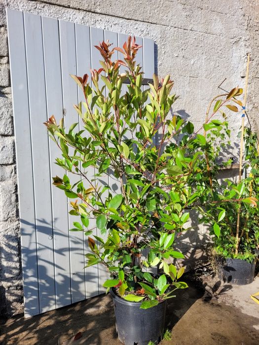 Laurowisnia caucazica 110cm ! Promocja wiosenna!