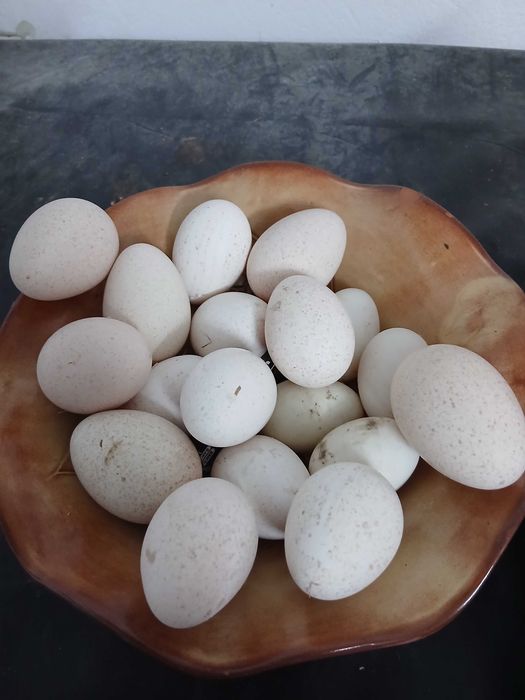 Vendo ovos de perua galados, ovos de jersey gigante galados de australop galados e de wiandot prateado galos.