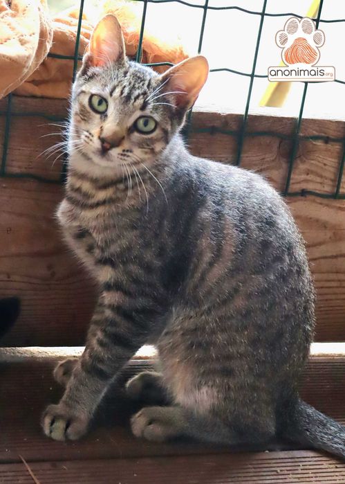 Zeca - gato para adopção
