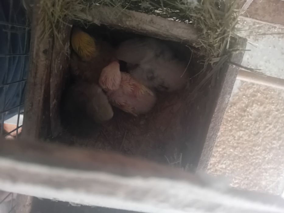 Agapornis criar à mão  Aveiro