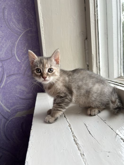 Кошеня у добрі руки, котик