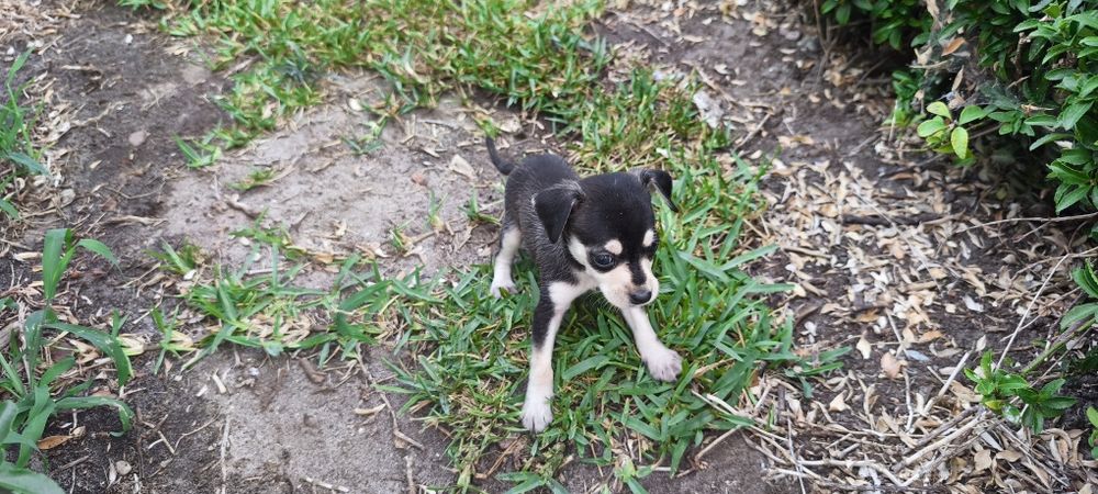 Pinscher pincher miniatura criado em ambiente familiar