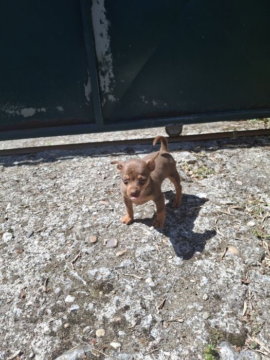 Vendo casal de chivinhas anãs