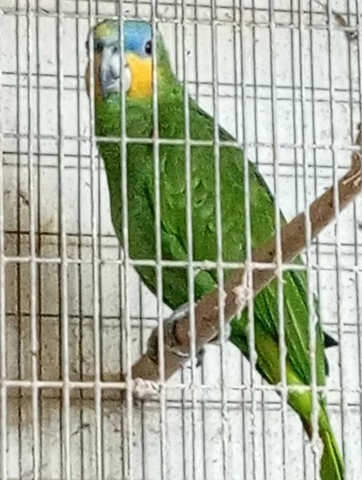 vende-se Papagaio fêmea da espécieAmazonica amazónica