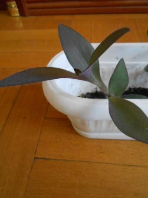 Традесканция фиолетовая пушистая