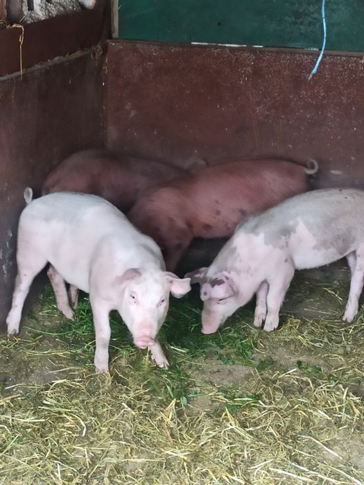 Продам свиней Ландраси