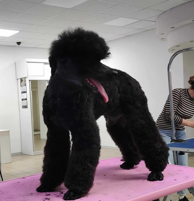 pudel średni, młody, czarny samiec