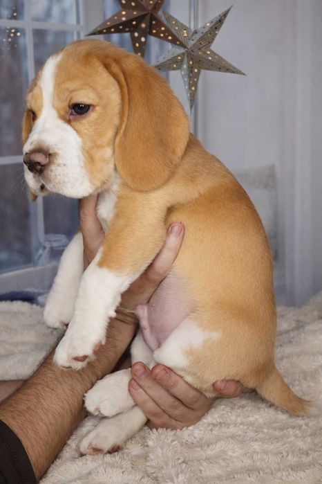 Цуценята бігля. Бігль КСУ/FCI