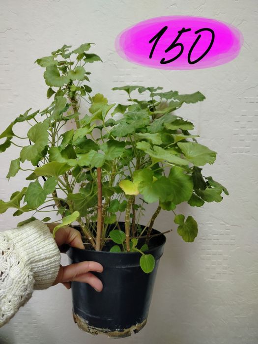 Пеларгония герань калачик