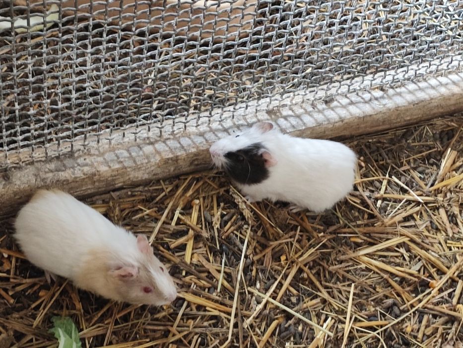 Świnki morskie polecam