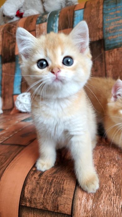 Маленькое чудо. Ручные ласковые котята золотая шиншилла