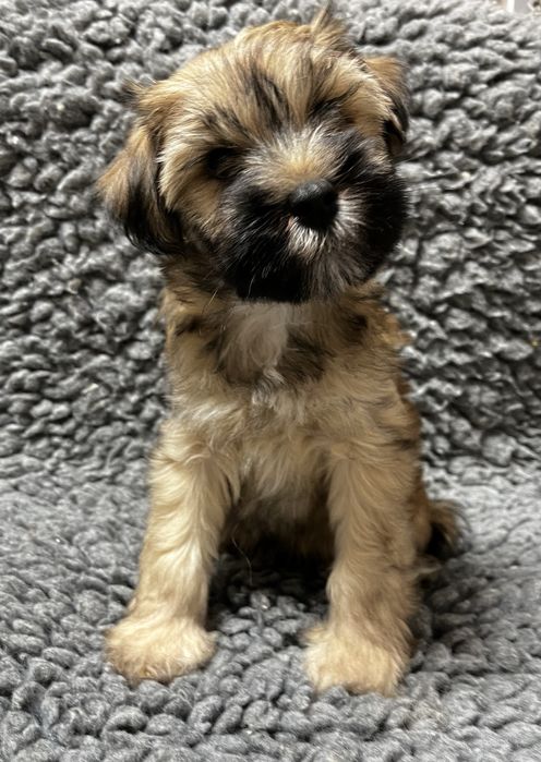 ARLO Terier Tybetański szczenię