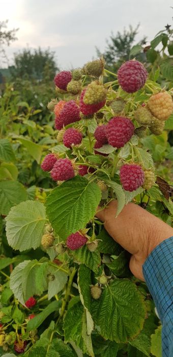 Продам садженці малини оптом і вроздріб