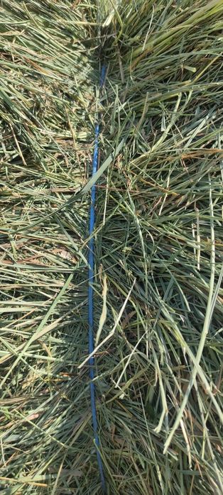 Продам сіно лугове , люцерна , хорошої якості в тюках