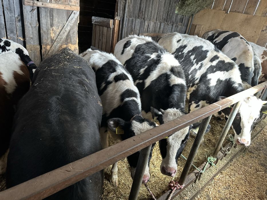 Jałówki odsadki i cielak