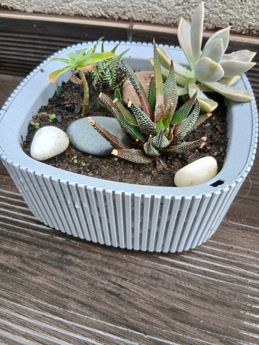 Arranjo / vaso com susulentas