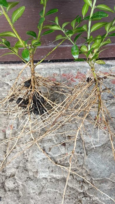 Саджанці Самшиту