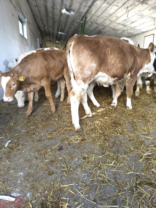 Jałówki, byczki, Simental