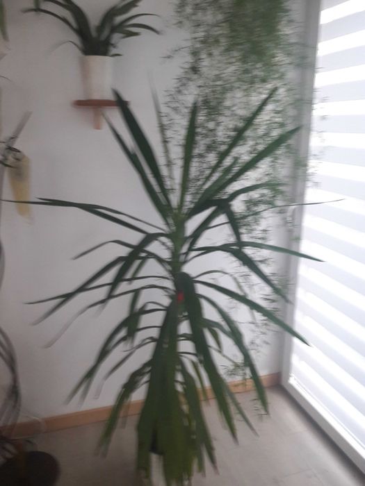 Juka / duża , piękna