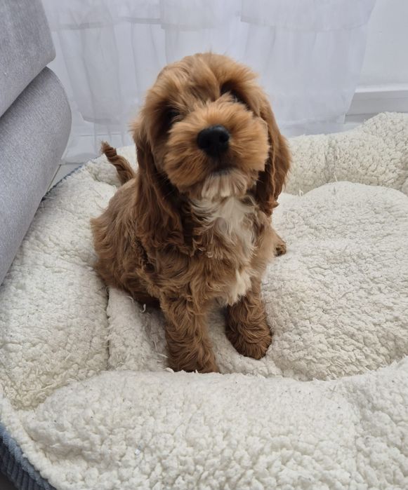 Cockapoo f1 Cocker spaniel & Pudel