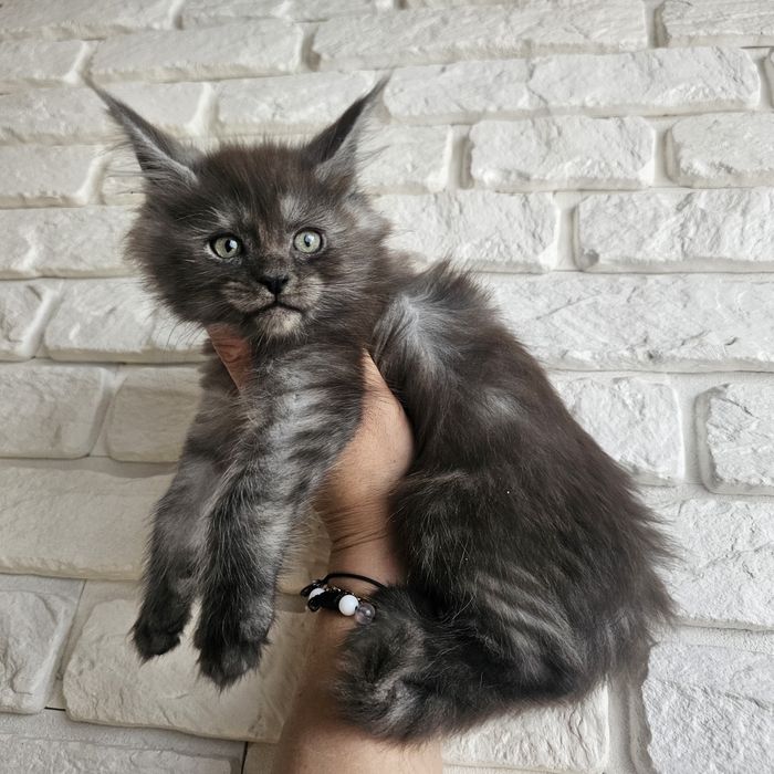 Koteczka  Maine coon rodowód fpl do hodowli hodowlany