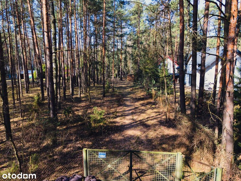 Leśna enklawa w Rosanowie