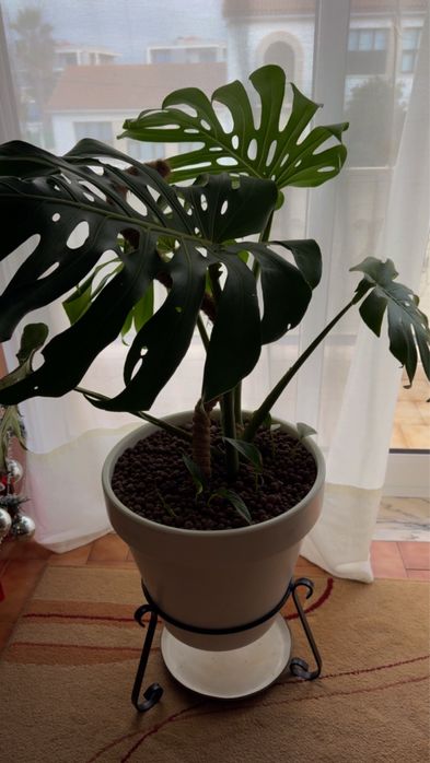Linda Costela de Adão (Monstera) - Completa com Vaso e Suporte